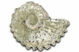 Bumpy Ammonite (Douvilleiceras) Fossil - Madagascar #343819-1